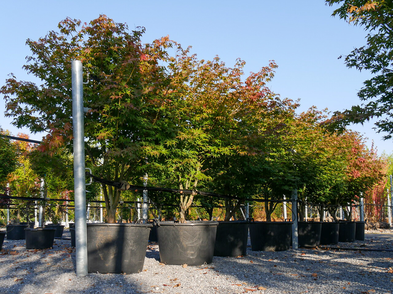 acer-palmatum-sakazuki-acer-palmatum-sakazuki-van-den-berk